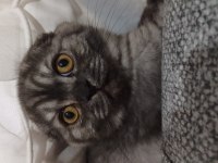 Çok Akıllı Cana Yakın Oyuncu Kedimiz