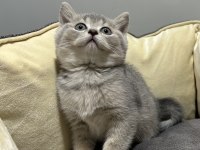 TABBY BRİTİSH SHORTHAİR