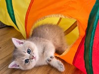 2.5 aylık british shorthair