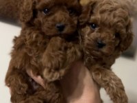 Küçük boy toy poodle değerlendirmeden geçmeyin