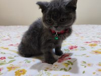 2 aylık erkek british shorthair
