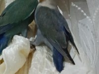 Yavru sevda papağanı