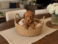 MUHTEŞEM POODLE MİNİKLER