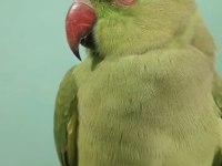 Yavru Pakistan Papağanım