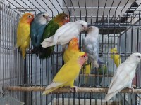 CENNET SEVDA PAPAĞANI İHTİYACI OLAN BUYURSUN