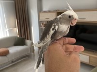 Yavru Sultan Papağanlar