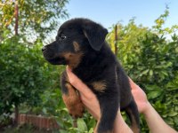 Antalya rottweiler