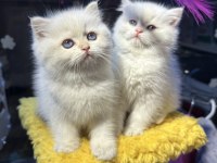 Safkan British Shorthair