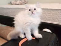 Uyguna Brittish Longhair Acil 2 Aylık Erkek