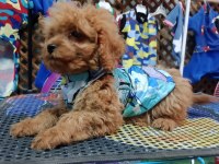 Poodle köpeğimizi için ulaşın