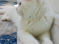 Baba tam eğitimli ve deneyimli british shorthair