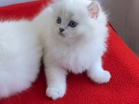 Maviş Gözlü Safkan British Longhair Yavrular