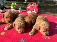 Poodle bebekler