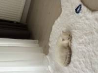 Tatlı scottish fold oğlumuz rio