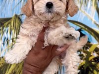 Minyatür Maltipoo bebekler