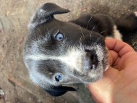 Kurt ve cane corso kırması