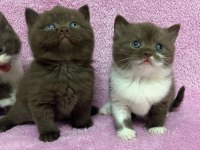 Cinnemon british shorthair bebeklerim A kalite