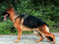 SHOWLINE FULL BLACK & BLACK TAN ALMAN KURDU BEBEKLERIM