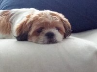 Sevimli bir dost shih tzu