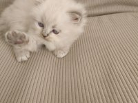 Longhair kedimiz yavru