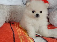 Pomeranian boo 55 günlük
