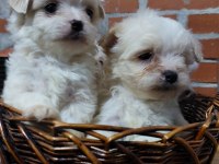 Sıfır boy terrier köpekler