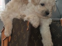 0 numara maltipoo bebekler
