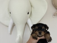 Yorkshire terrier bebek köpeklerimiz