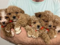 MALTİPOO IRK VE SAĞLIK GARANTİLİ TÜY DÖKMEZ