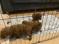 2 aylık kore kan dark brown son 2 erkek poodle
