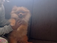 4 aylık pomeranian yer dolayısından vereceğim