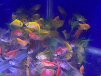 Tetra genetik