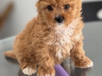 YAVRU TOY POODLE ACİL VERİLECEKTİR