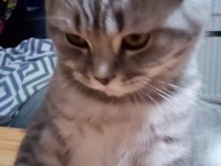 British shorthair 8 aylık erkek kedimiz