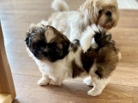 Anne altından saf kan shih tzu yavrular