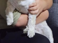 Morkie erkek
