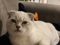 Scottish fold ismi sadık yatmayı ve sevilmeyi çok sever