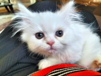 Yetişen Alır Hemen Teslim British Shorthair