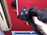 Scottish Fold Yavrular