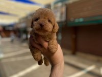 2 aylık orjinal toy poodle