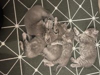 Anne Baba British Shorthair