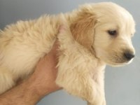 Sağlıklı Golden Retriever Yavrularımız