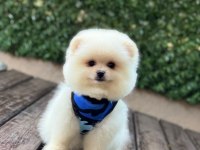 Pomeranian Boo köpeği