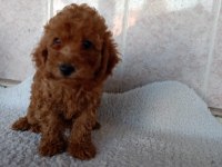 Erkek sağlıklı yavru poodle