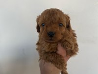 Tatlı toy poodle bebeklerim