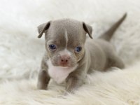 Egzotic Teacup Chihuahua