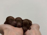 Teacup kore poodle