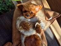 Orijinal toy poodle bebekler