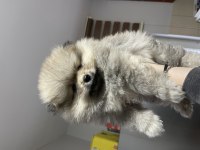 Bebek pomeranian erkek yavru
