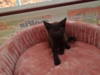 BLUE POİNT SİYAM KEDİSİ YAVRULARIMIZ